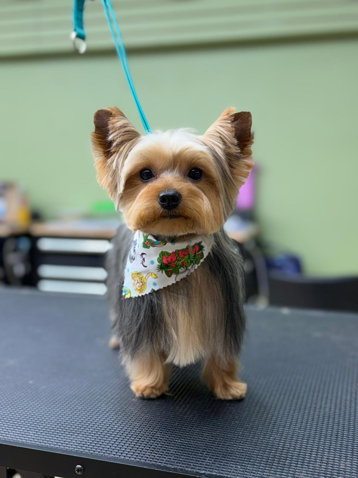 Yorkie fresquito de la mesa de grooming — Ricardo's Pet Grooming
