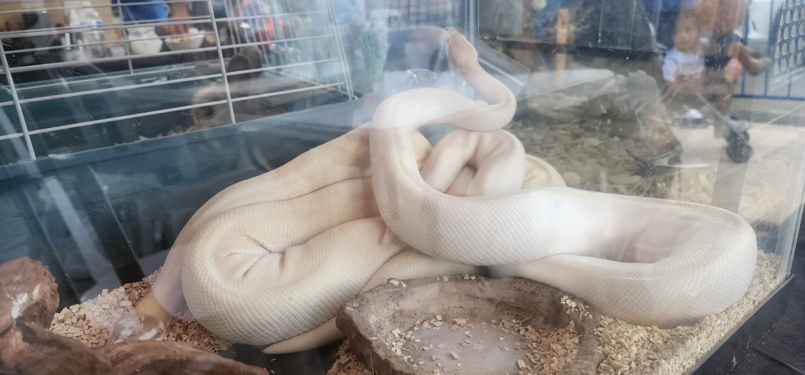 Bowie y Blanqui las ball pythons