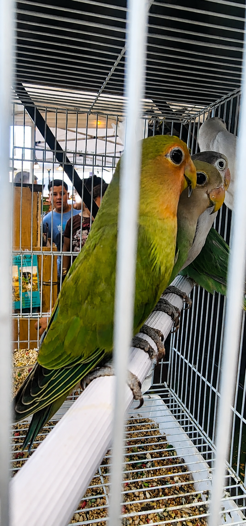 Cotorras lovebirds