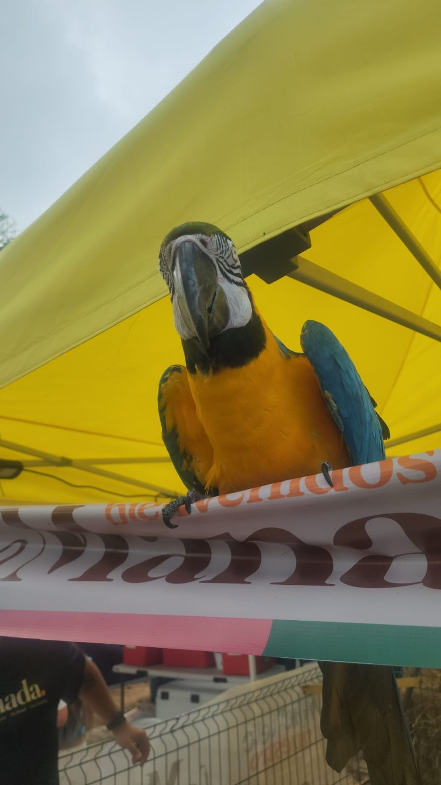 Romo en el banner de bienvenida