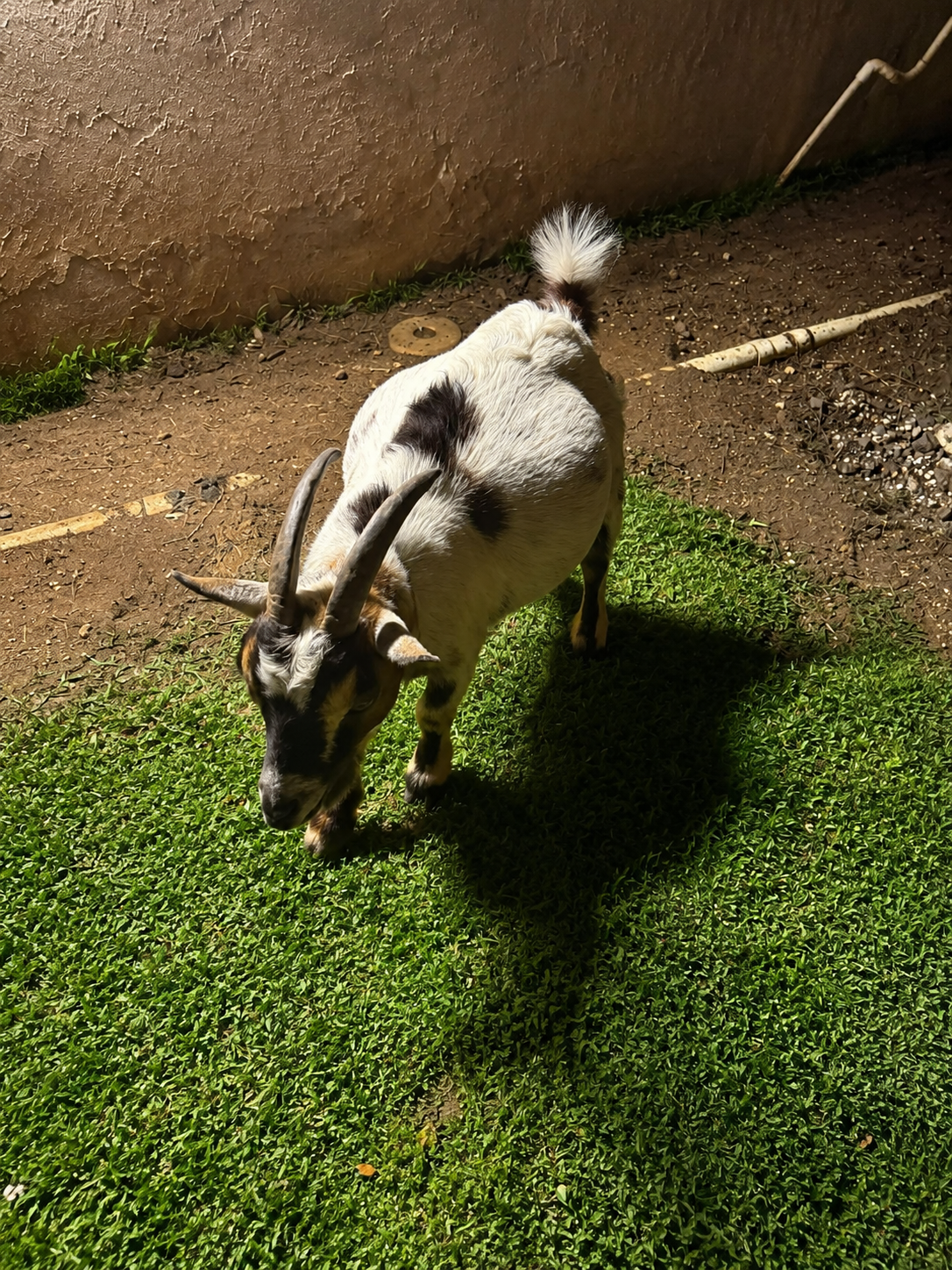 Perla